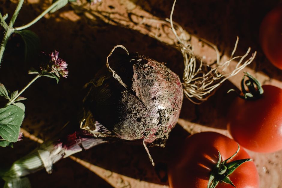 Légume en X : Liste des légumes qui commencent par X