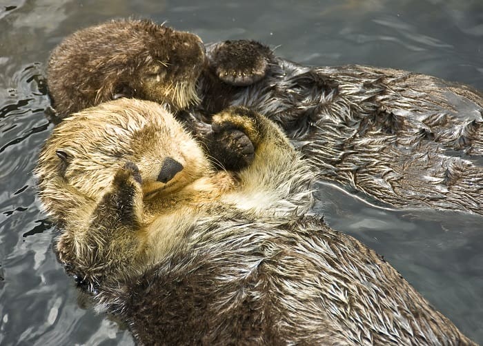 découvrez notre guide complet sur la loutre de mer, un animal fascinant et charismatique. apprenez-en plus sur son habitat, ses comportements, ses caractéristiques uniques et son importance dans l'écosystème marin. plongez dans l'univers de la loutre de mer et explorez les efforts de conservation pour protéger cette espèce emblématique.