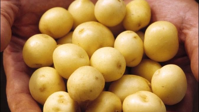 découvrez le galanga, cette racine aromatique aux saveurs uniques, et explorez des recettes délicieuses proposées par mamscook. éveillez vos papilles avec des plats raffinés et originaux qui mettent en valeur cet ingrédient souvent méconnu. laissez-vous inspirer et cuisinez avec créativité !