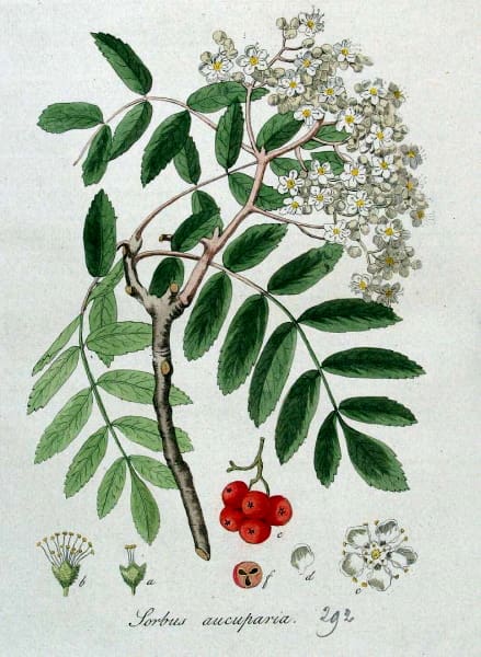 découvrez les nombreux bienfaits du sorbier dans votre jardin ! apprenez comment cet arbre majestueux embellit vos espaces verts tout en attirant la faune, purifiant l'air et offrant des fruits nutritifs. améliorez votre jardin avec le sorbier !