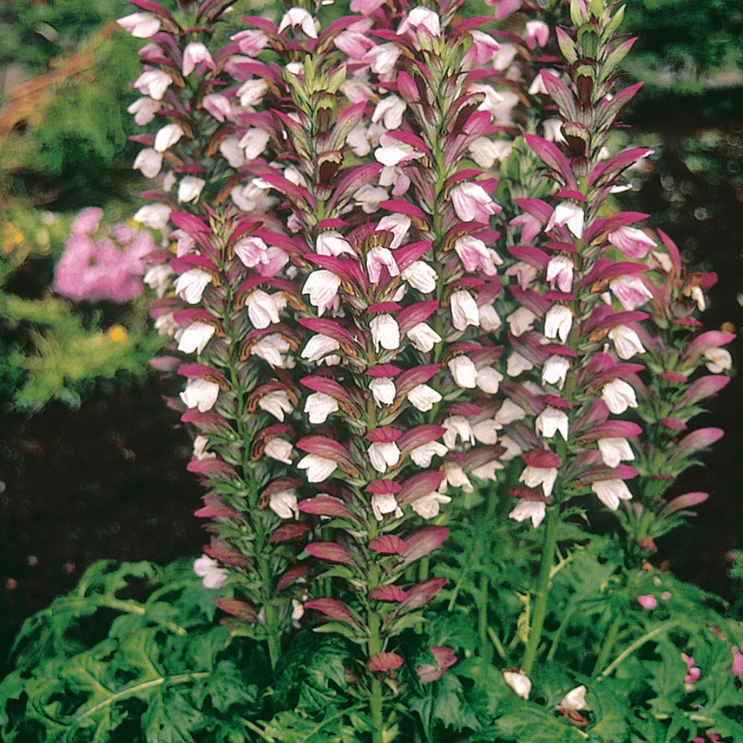 découvrez notre guide complet 2025 pour l’entretien des acanthes : conseils pratiques, arrosage, taille et astuces pour une plante vigoureuse et florissante dans votre jardin.