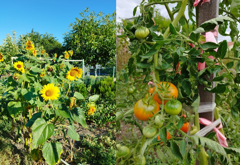 découvrez comment préparer et utiliser la bouillie jardin pour protéger naturellement vos plantes contre les maladies et favoriser leur croissance. conseils, recettes et astuces pour un jardin en pleine santé !