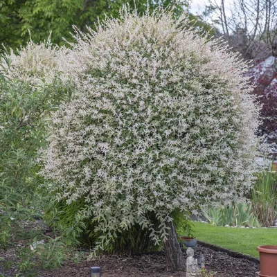découvrez comment préparer et utiliser une bouillie jardin naturelle pour protéger vos plantes et améliorer la santé de votre potager. conseils, recettes et astuces écologiques pour un jardin florissant !