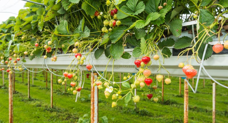 découvrez comment réussir la culture de fraises sur laine de roche : avantages, conseils pratiques et astuces pour obtenir des fraisiers productifs et savoureux en hydroponie.