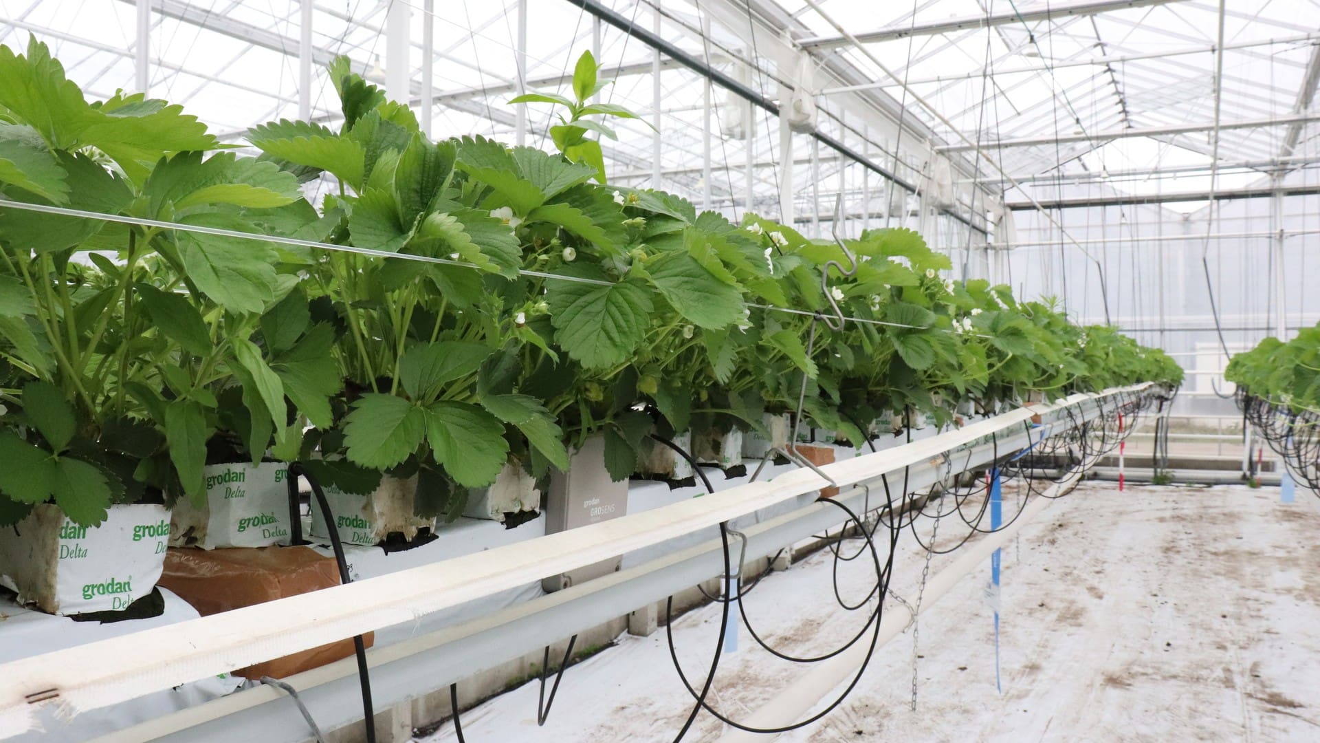 découvrez comment cultiver des fraises sur laine de roche : conseils pratiques, avantages, astuces d'entretien et rendement optimal pour une production saine et savoureuse.