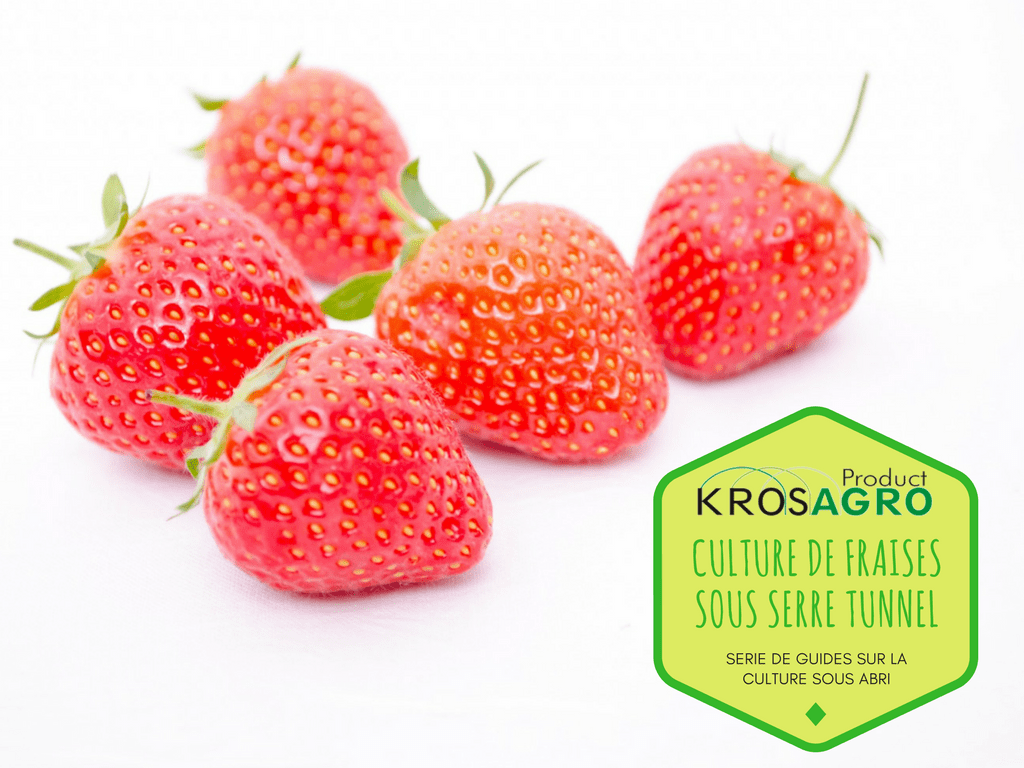 découvrez comment cultiver des fraises sur laine de roche : conseils, avantages et étapes pour réussir une production savoureuse et efficace hors-sol.