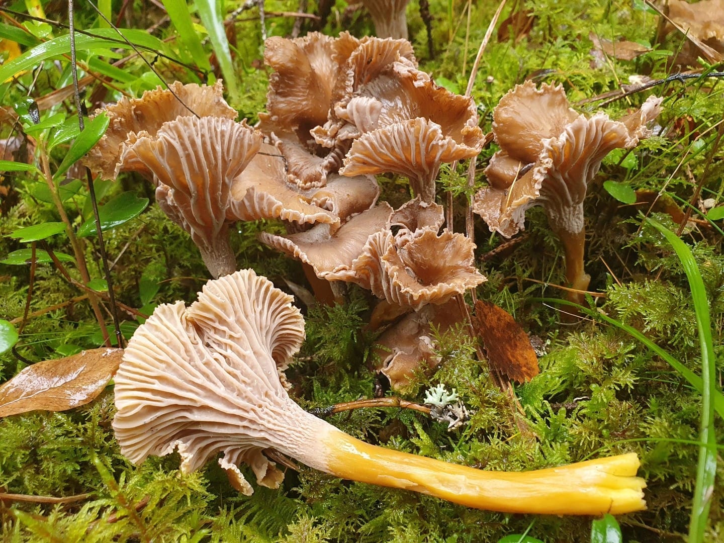 découvrez la recette traditionnelle des dampfknepfle, ces délicieux petits gnocchis à la vapeur, parfaits pour accompagner vos plats préférés. apprenez à les préparer facilement et régalez vos invités avec ce délice de la gastronomie.