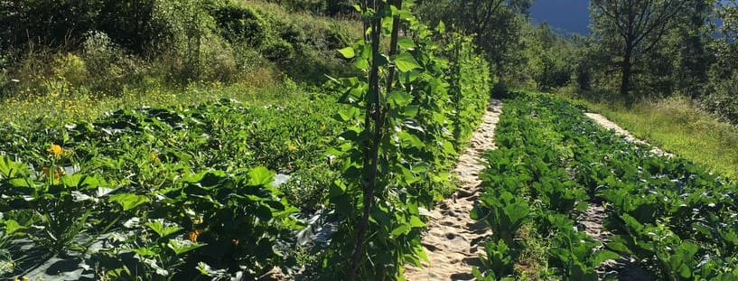 découvrez des maraîchers engagés qui cultivent des aliments biologiques avec passion et respect de l'environnement. leur savoir-faire et leur dévouement garantissent des produits frais et de qualité, tout en préservant la biodiversité et en soutenant une agriculture durable.