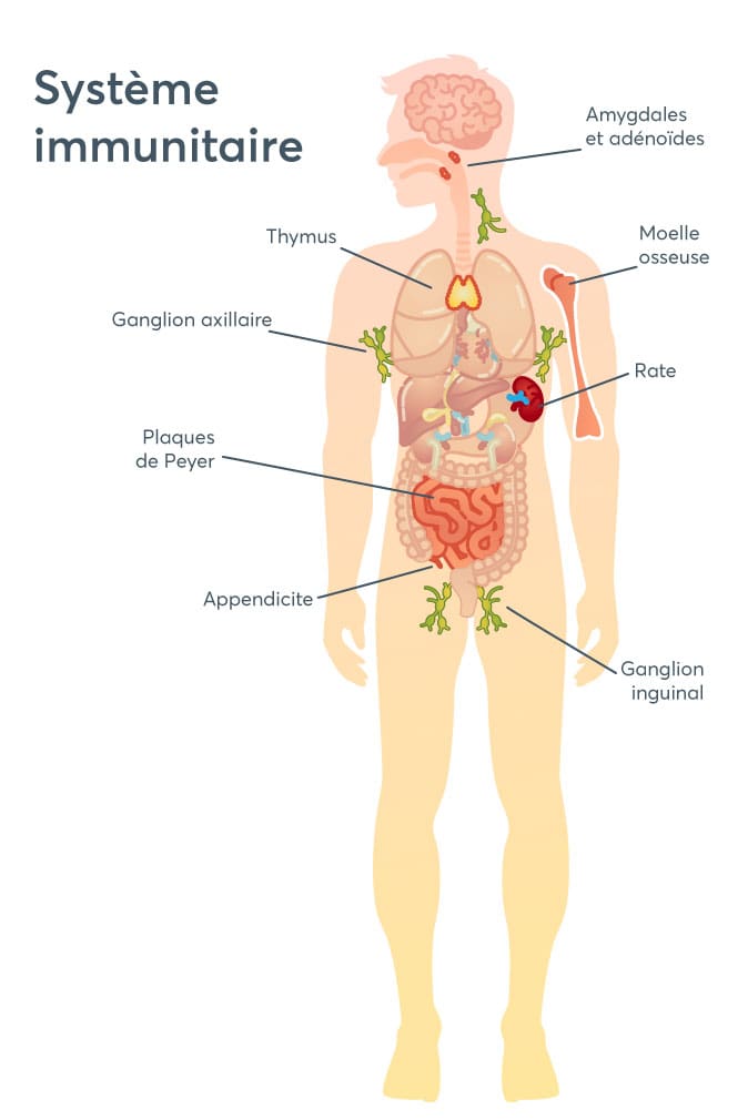 découvrez le rôle essentiel de la lymphe dans le système immunitaire et la circulation des fluides dans notre corps. apprenez comment elle contribue à la défense contre les infections et au maintien de l'équilibre hydrique.