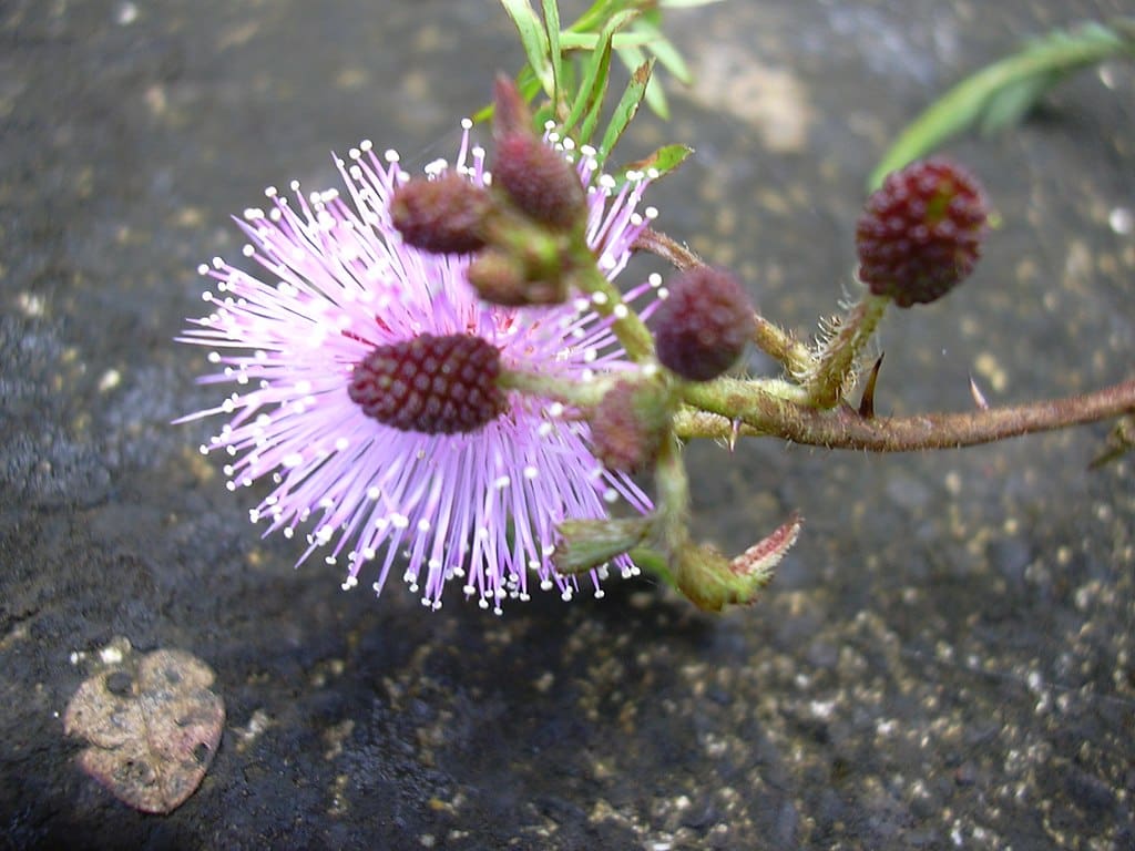 découvrez la mimosa pudica, une plante fascinante connue pour sa sensibilité au toucher. apprenez-en plus sur ses caractéristiques, ses bienfaits et ses utilisations en jardinage ou en santé naturelle.