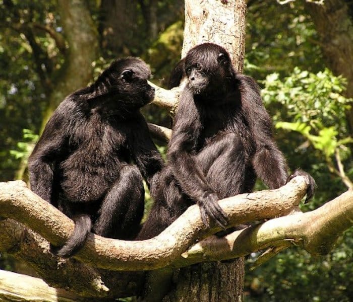 découvrez le zoo du bois d'attilly en 2025 : une expérience unique près de paris avec plus de 300 animaux, des animations pour toute la famille et des nouveautés à ne pas manquer.