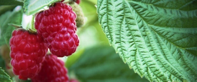 découvrez les bienfaits santé de la framboise, un fruit riche en vitamines, antioxydants et fibres, idéal pour renforcer votre système immunitaire et améliorer votre digestion.