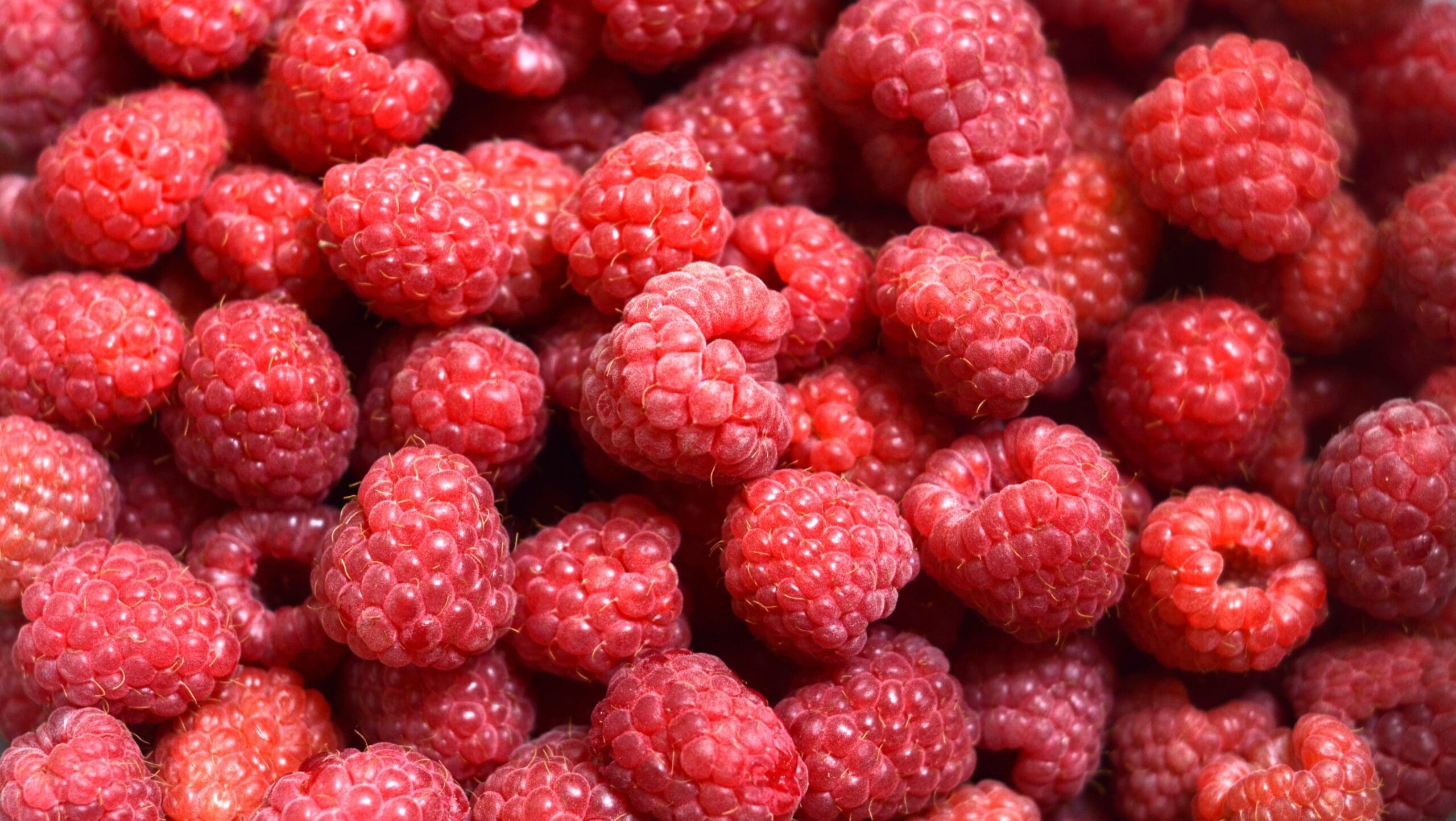 découvrez les bienfaits santé de la framboise, riche en antioxydants, vitamines et fibres, idéale pour renforcer votre système immunitaire et améliorer votre bien-être général.