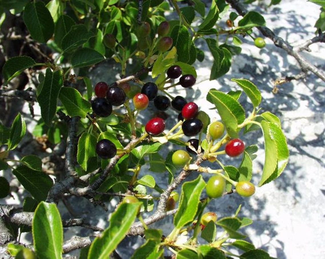 découvrez notre guide complet sur le prunus : conseils de plantation, entretien, variétés et astuces pour un jardin florissant toute l'année.