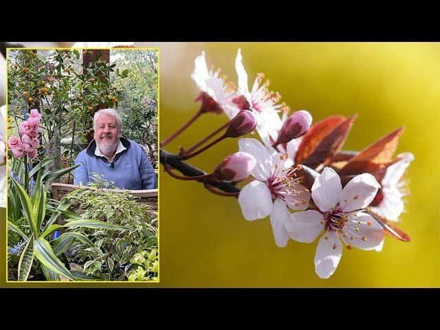 découvrez notre guide complet sur le prunus : conseils de plantation, entretien, variétés et astuces pour réussir la culture de cet arbre ornemental.