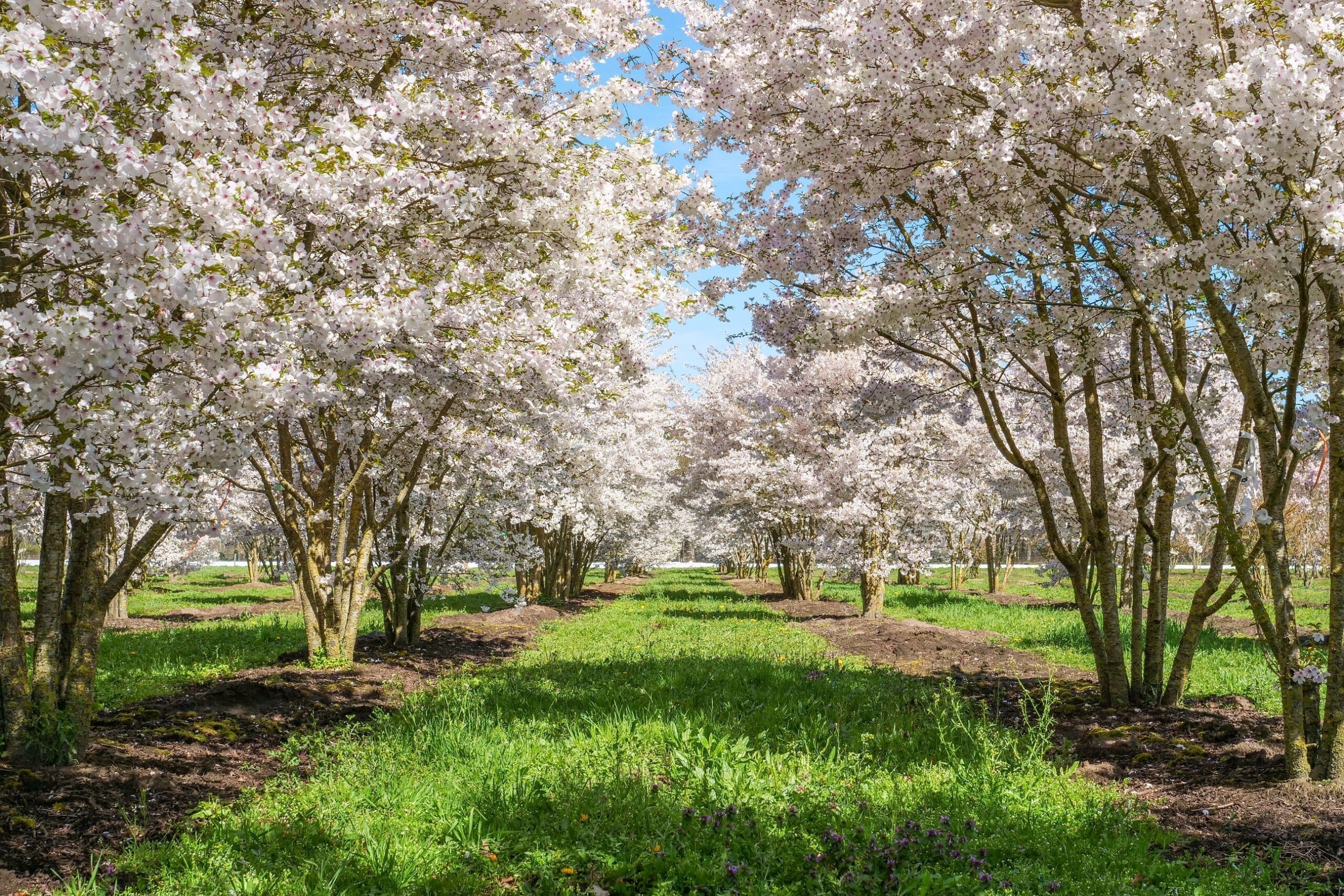 découvrez notre guide complet sur le prunus : conseils de plantation, entretien, variétés populaires et astuces pour un jardin fleuri et réussi toute l'année.