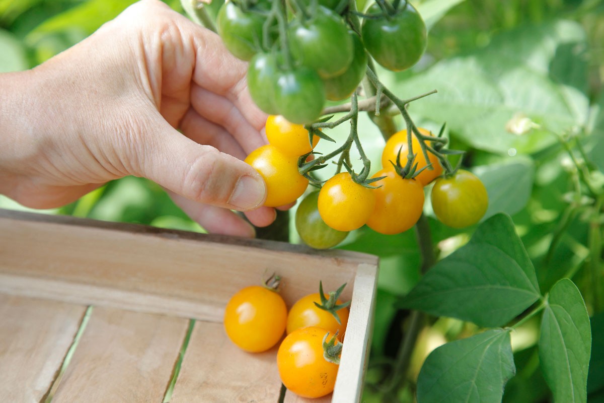 Grappe de tomates cerises rouges mûres sur le plant au potager